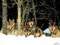 Loup 011